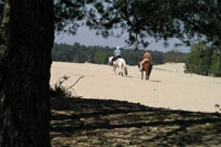 Paarden in de duinen