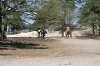 Loonse en Drunense Duinen