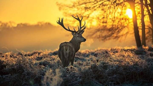 kerst 003